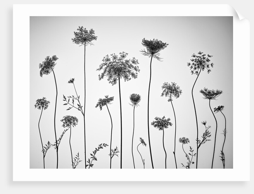 Cow parsley by Assaf Frank